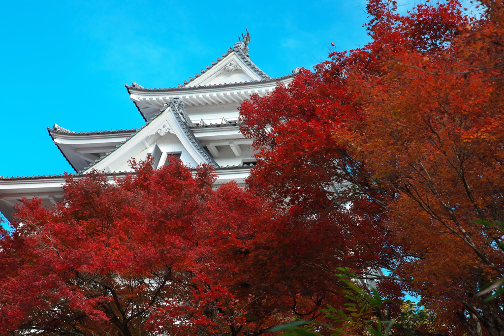 郡上八幡城の紅葉