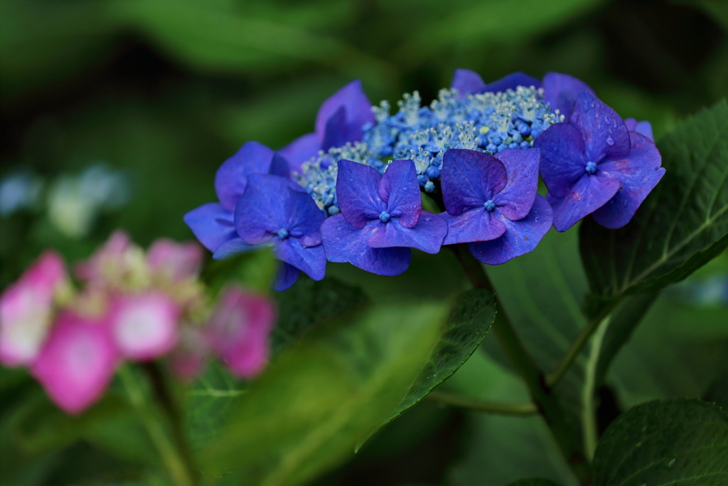 紫陽花2020④
