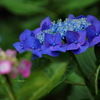 紫陽花2020④