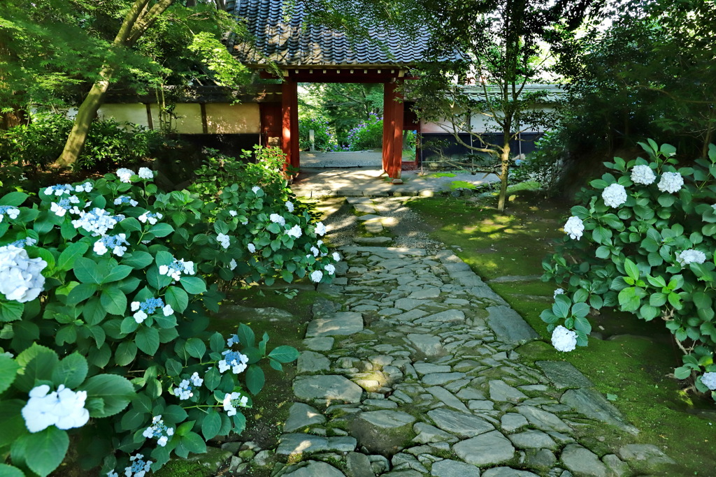 紫陽花2020⑪