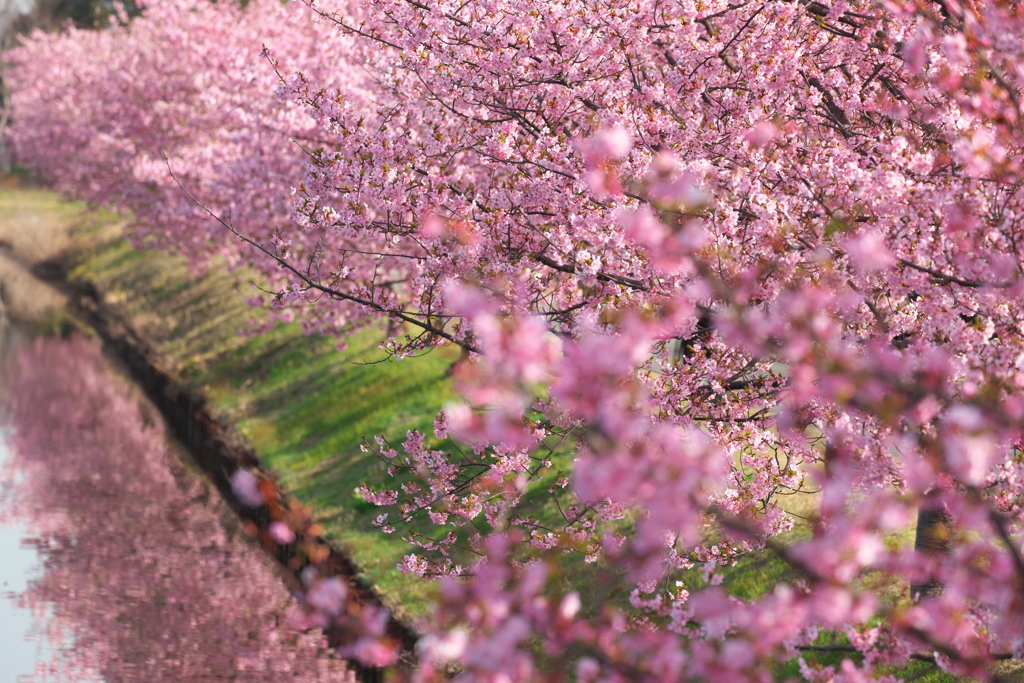 河津桜ロード