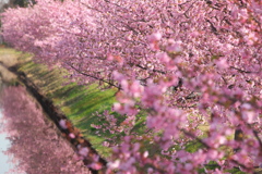 河津桜ロード