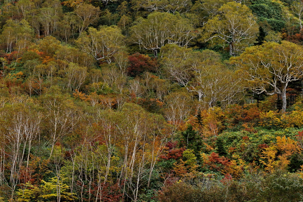 栂池自然園おまけ