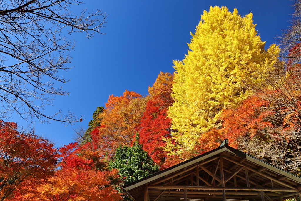 紅葉集