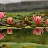 みずの森④