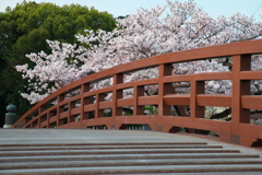 堀尾跡公園の桜