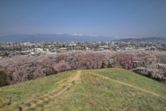 弘法山古墳の桜⑦