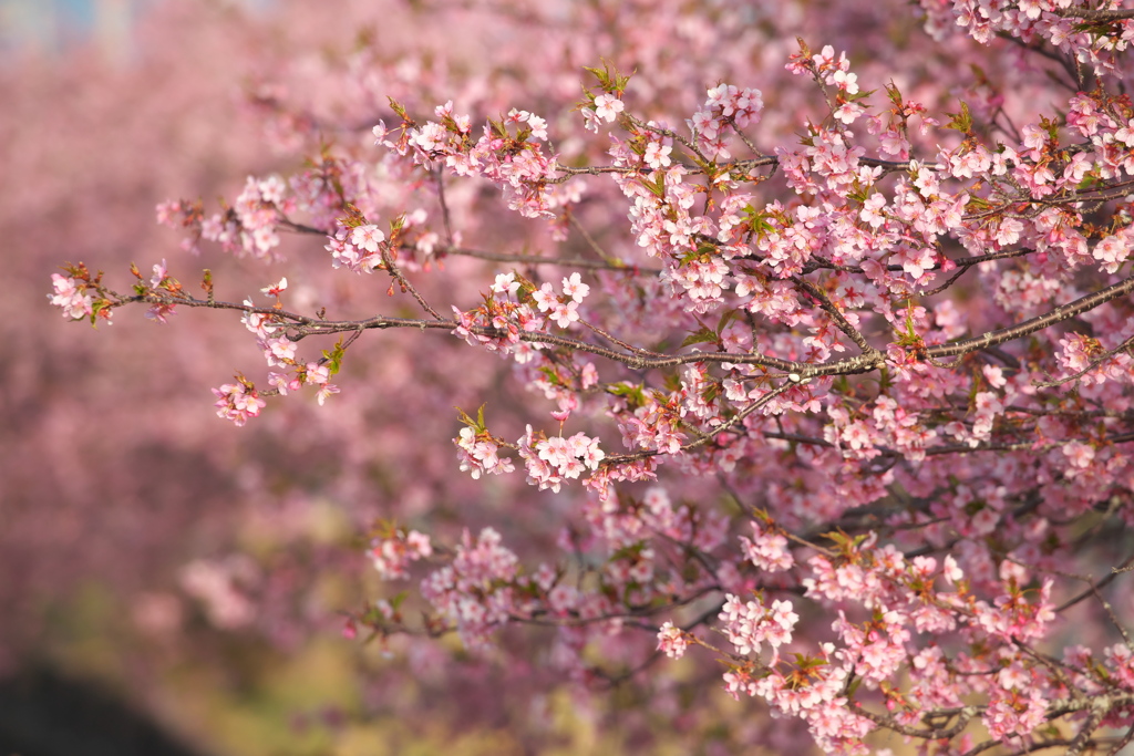 河津桜ロード