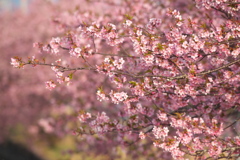 河津桜ロード