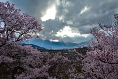 桜と雲と光芒