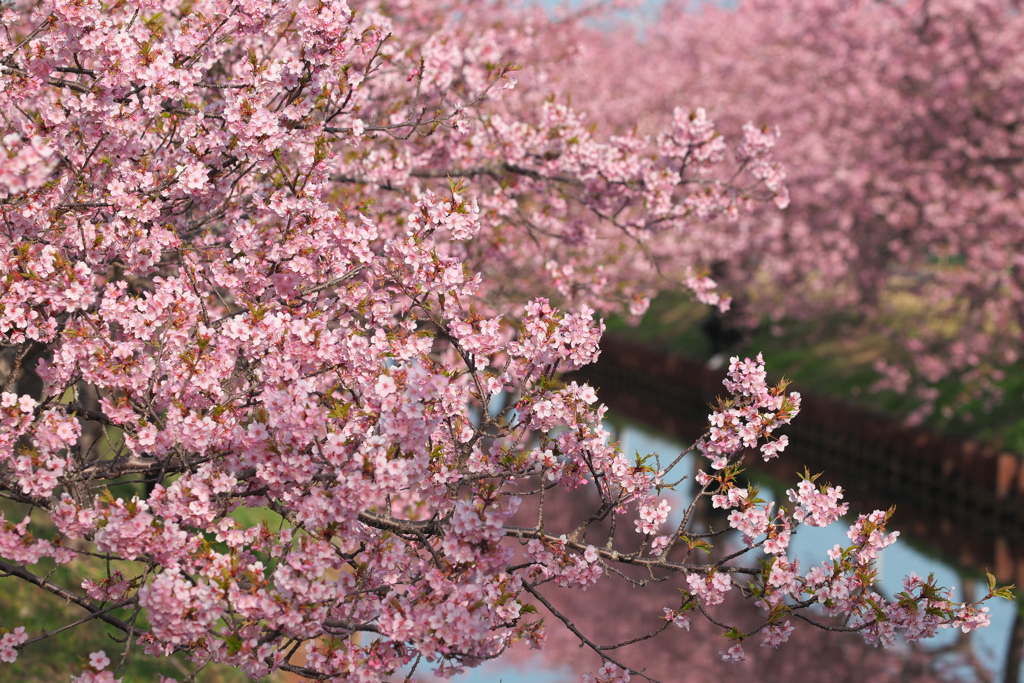 河津桜ロード