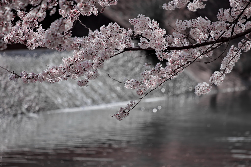 新境川堤の桜２