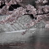 新境川堤の桜２