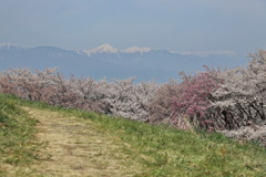弘法山古墳の桜④