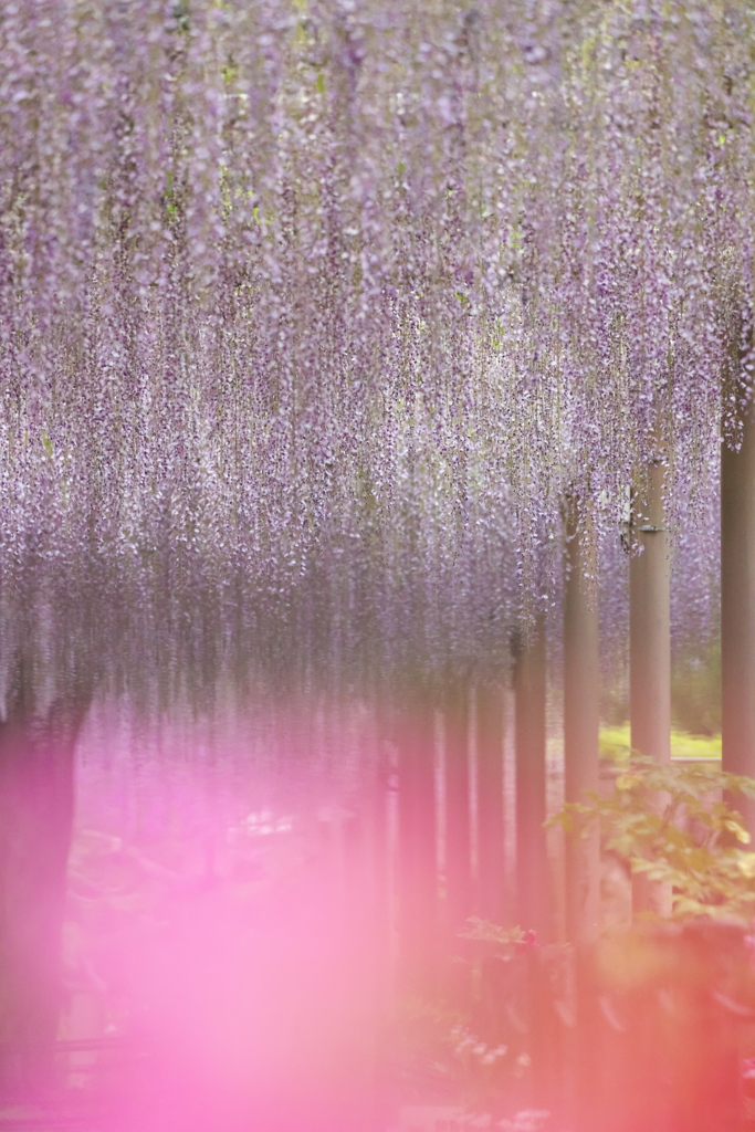 曼陀羅寺公園の藤