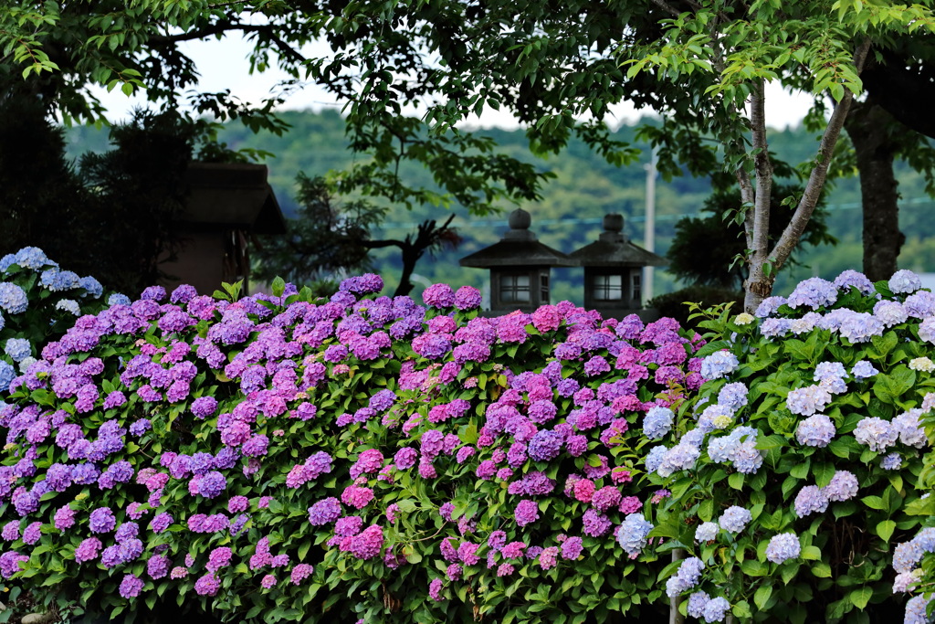 紫陽花2020⑥