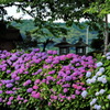 紫陽花2020⑥