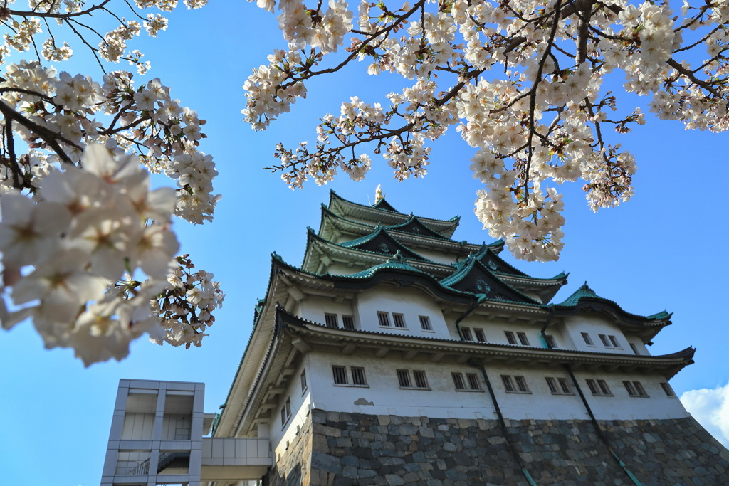 春の名古屋城　其の三