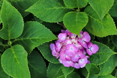 紫陽花2020⑧