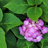 紫陽花2020⑧