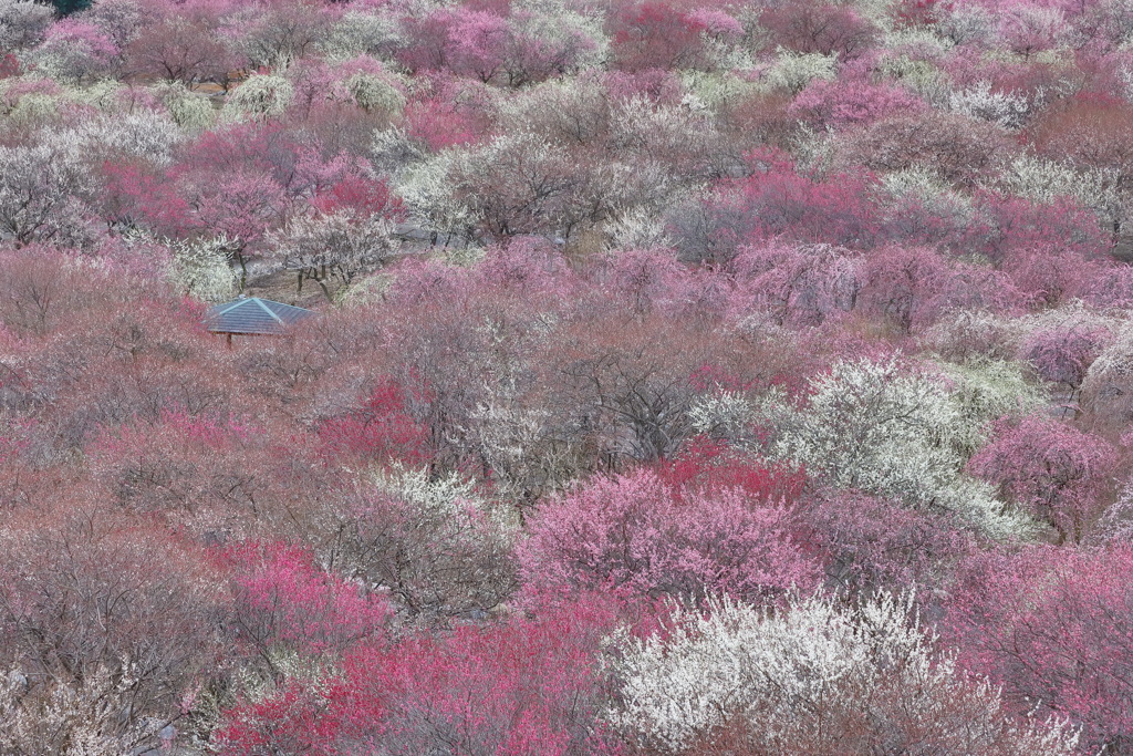 いなべ市梅林公園