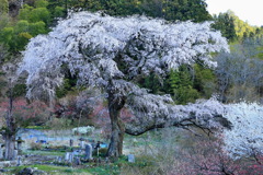 黒船桜