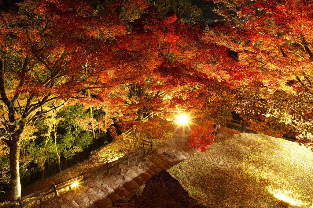 郡上八幡城の紅葉