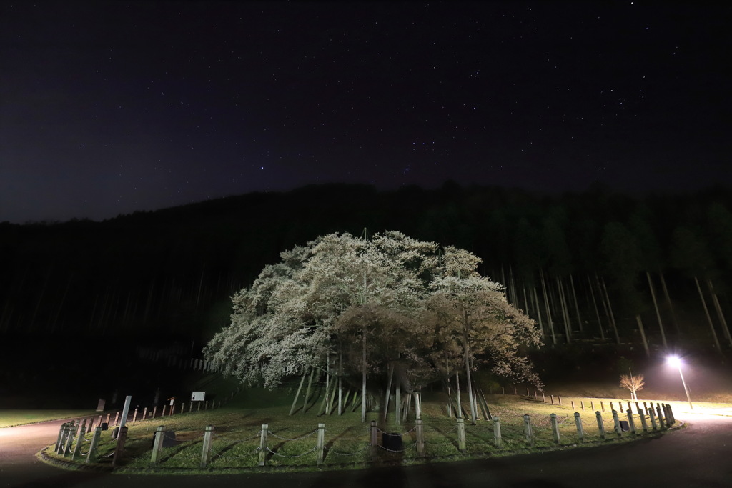 根尾谷淡墨桜