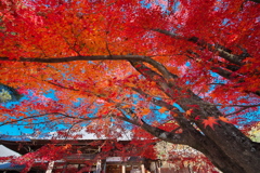 犬山寂光院