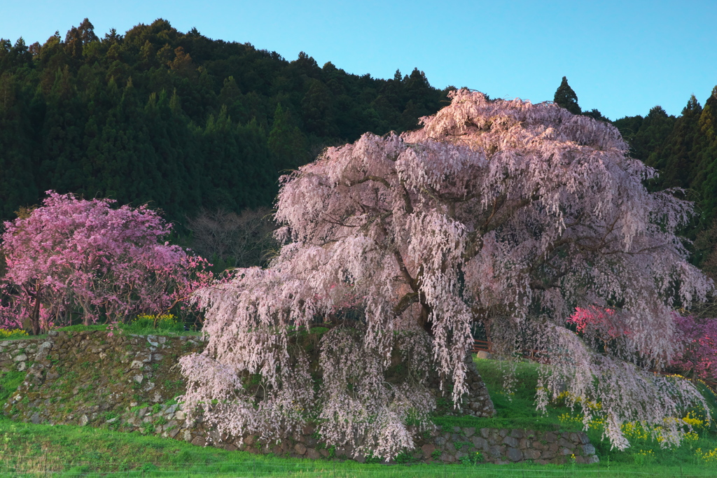 又兵衛桜
