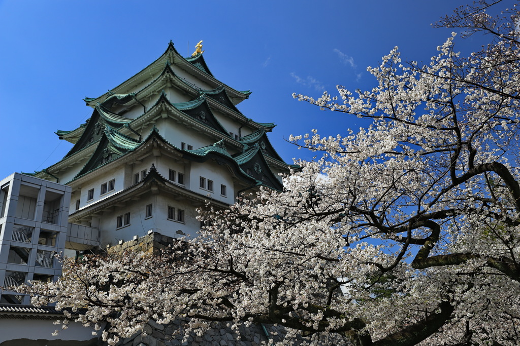 春の名古屋城　其の一