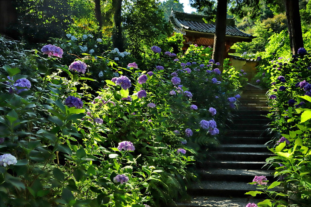 紫陽花2020⑫