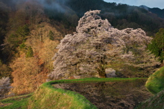 駒つなぎの桜に朝日がさす
