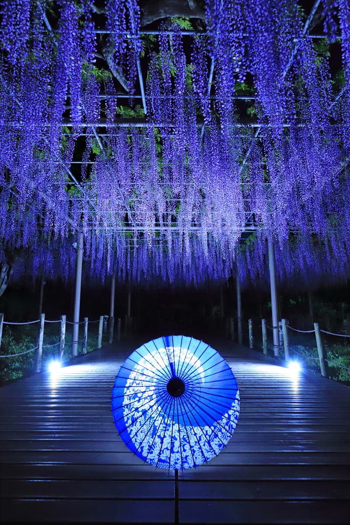藤の花に和傘をそえて・・・