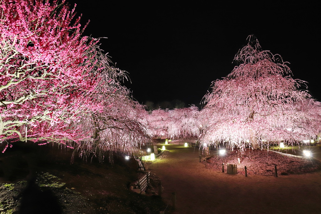 鈴鹿の森庭園ライトアップ