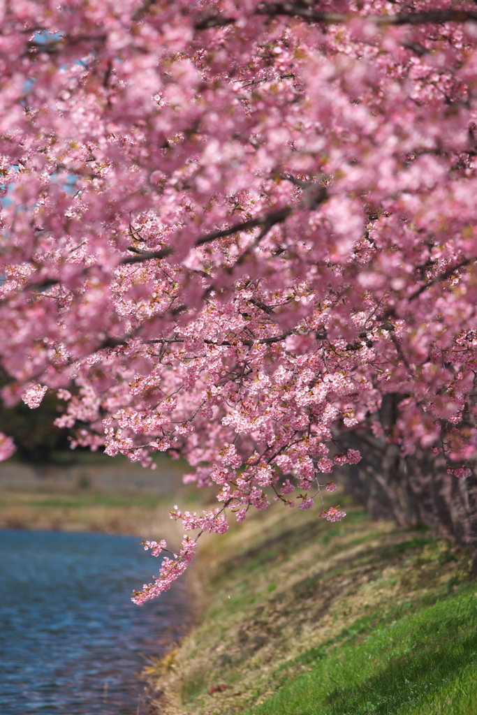笠松河津桜ロード2024