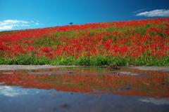 矢勝川の彼岸花