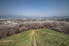 弘法山古墳の桜⑥