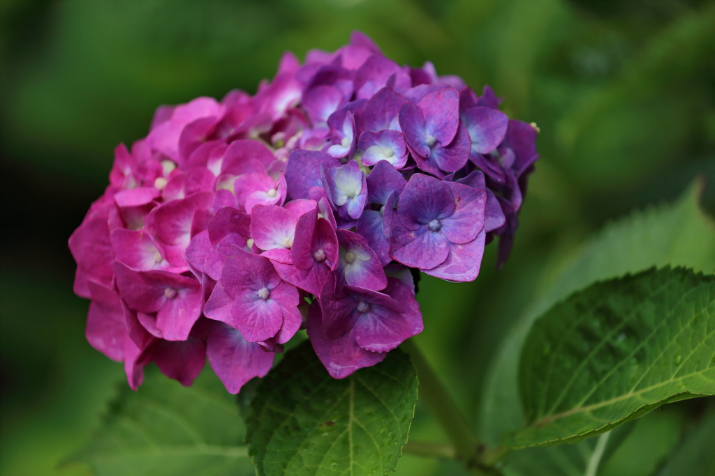 紫陽花2020①