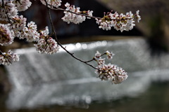 新境川堤の桜１