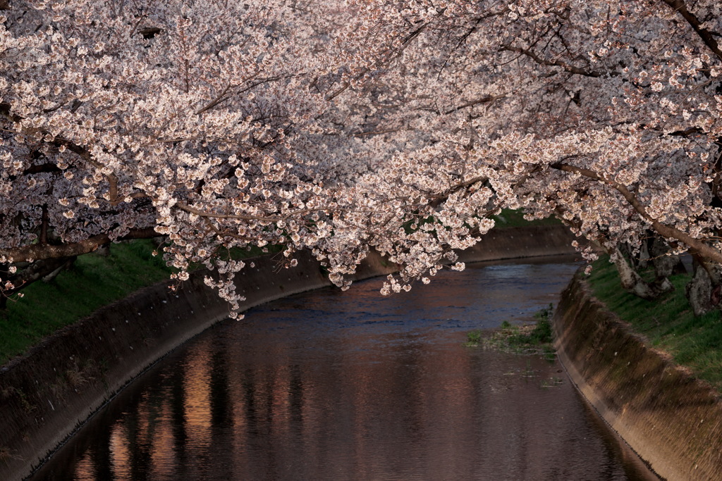 大口町 五条川の桜並木１