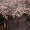 大口町 五条川の桜並木１