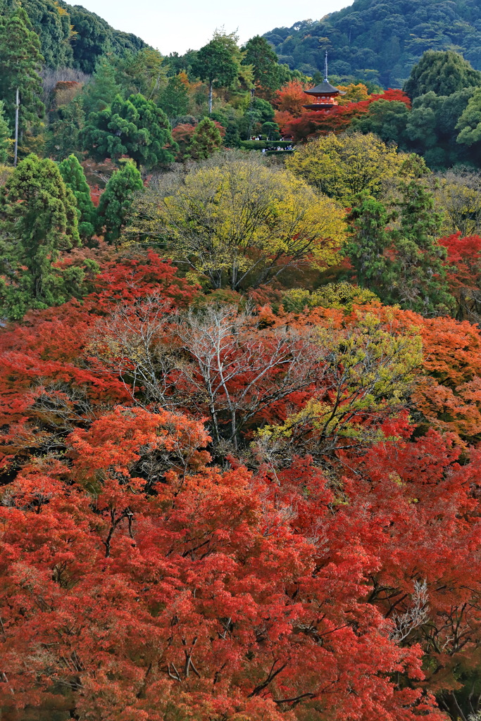 紅葉の清水寺