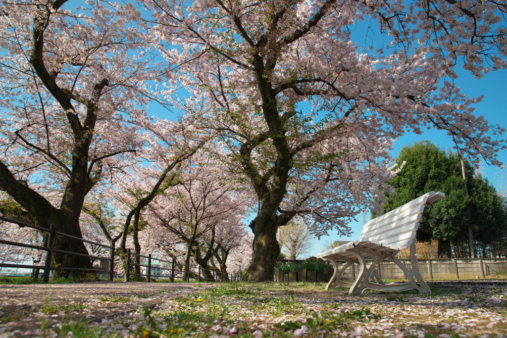 五条川の桜