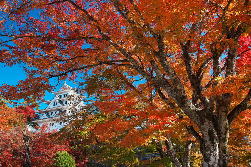 郡上八幡城の紅葉