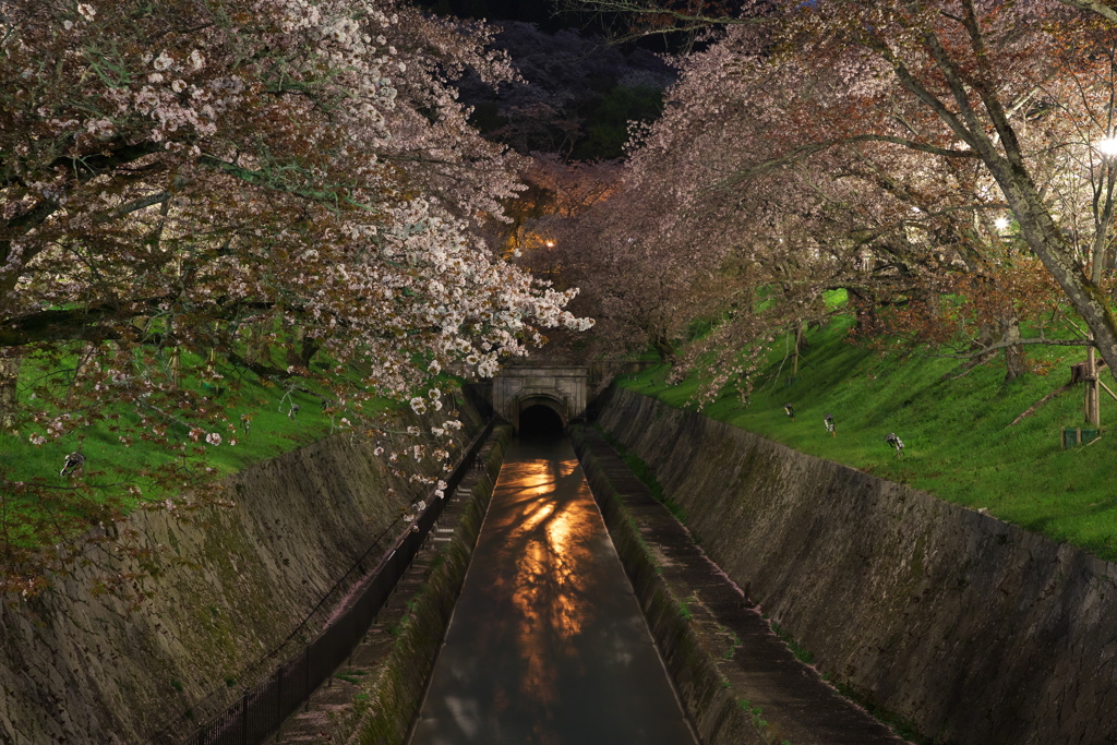 琵琶湖疏水の桜