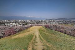 弘法山古墳の桜⑧