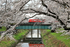 新境川の桜