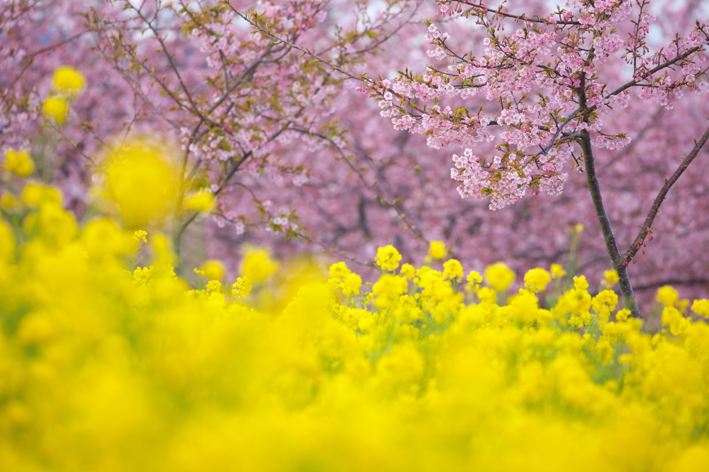 笠松河津桜ロード2024