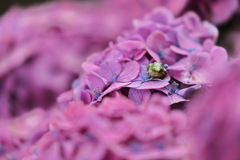 紫陽花2020⑨